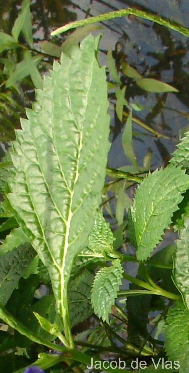 Stachytarpheta urticifolia Sims